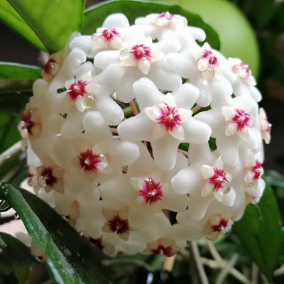 100 Pcs