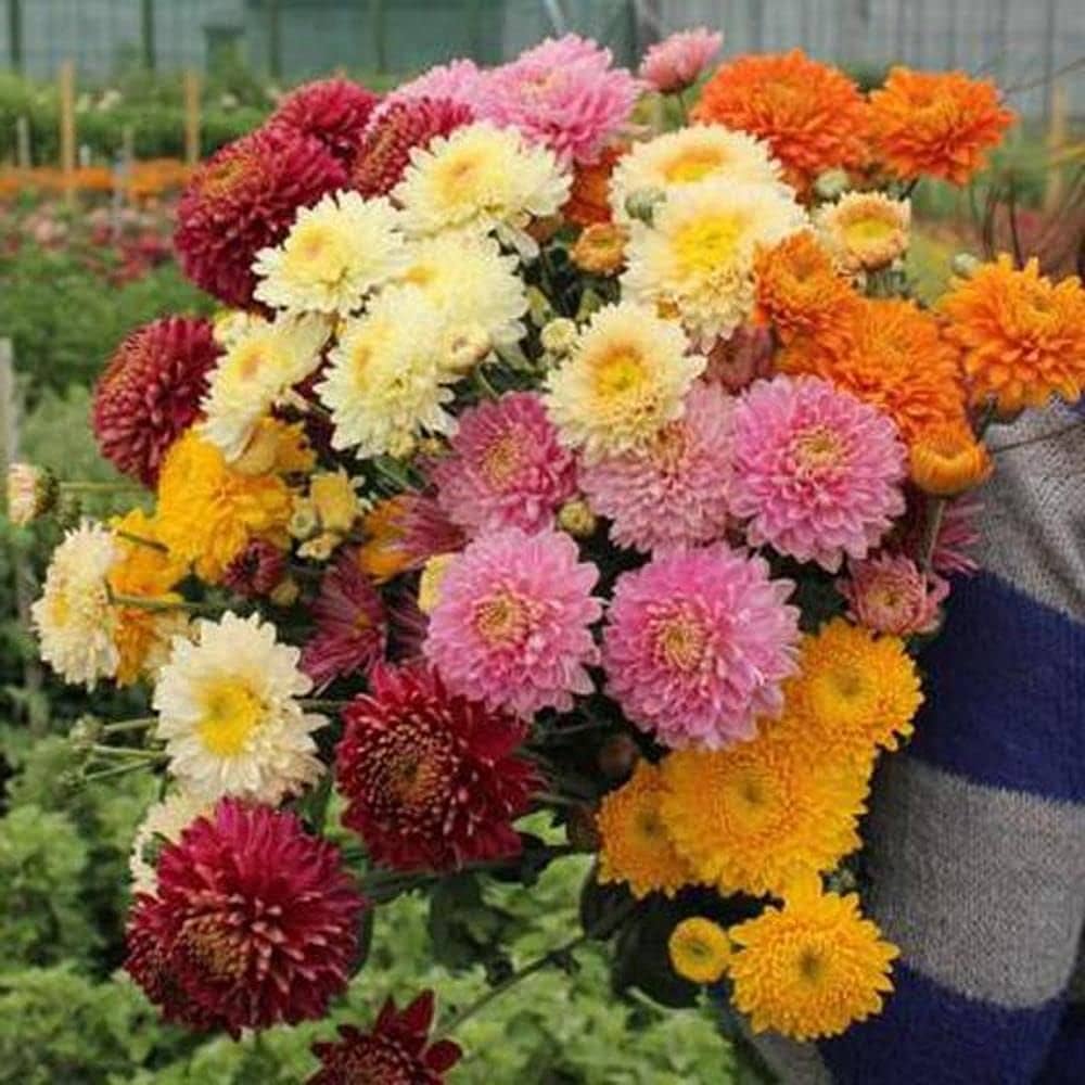Chrysanthemum Flower seeds for Planting - Pollinator Friendly, Heirloom & GMO Free Seeds for Home Garden