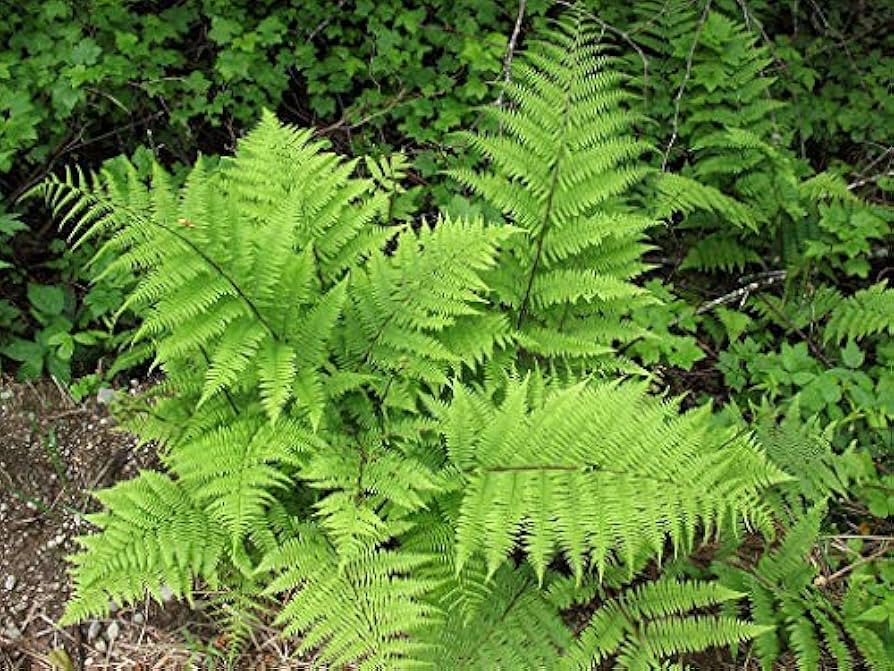 Light Green Fern Pteridophyta Seeds for Planting Garden Favorite Heirloom & GMO Free Seeds for Home Garden
 
 Sale