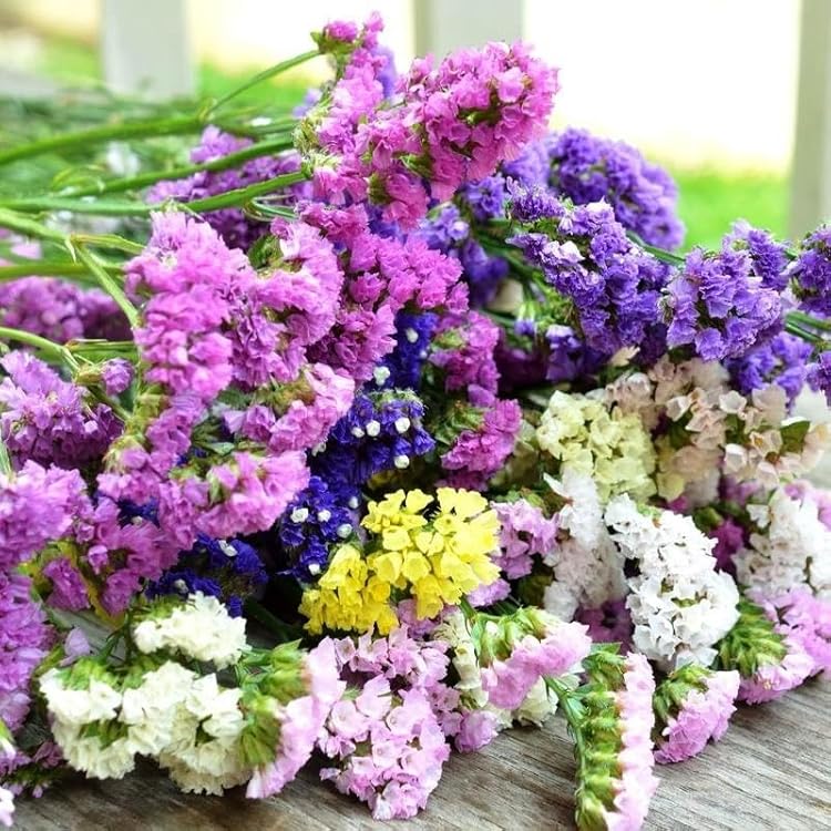 Mixed Limonium Seeds for Planting  Colorful Annual Flowers