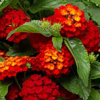 Orange Red Lantana Flower Planting Seeds - Vibrant and Resilient Garden Blooms