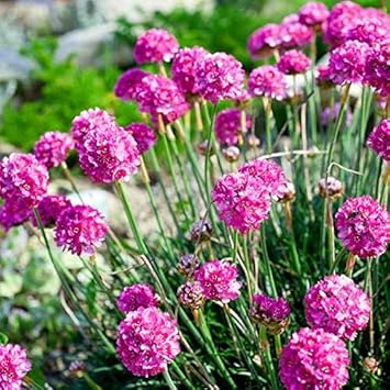 Armeria Maritima Flower seeds for Planting - Premium Quality, Heirloom & GMO Free Seeds for Home Garden
Sale seeds for home garden