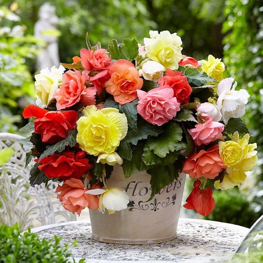 Begonia Mixed Seeds for Planting  Colorful Annual Flowers
