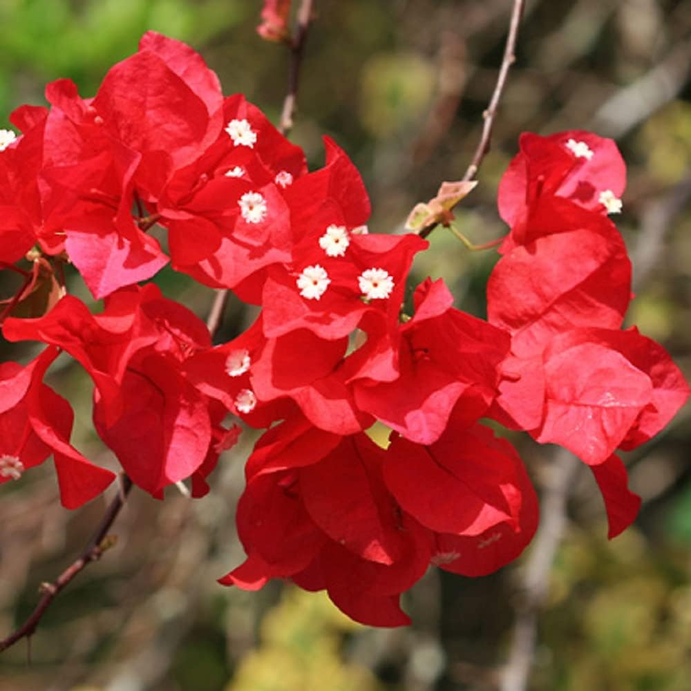 Maroon Bougainvillea Flower seeds for Planting - Shade Tolerant, Heirloom & GMO Free Seeds for Home Garden