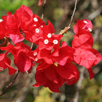 Maroon Bougainvillea Flower seeds for Planting - Shade Tolerant, Heirloom & GMO Free Seeds for Home Garden