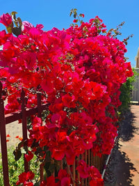 Deep Red Bougainvillea Seeds – Low Maintenance Heirloom & NonGMO for Home Gardens
 
 Sale