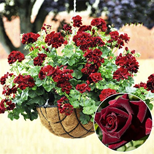 Dark Khaki Geranium Flower seeds for Planting Fragrant Blossoms Heirloom & GMO Free Seeds for Home Garden
