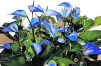 Sky Blue Yellow Anthurium Flower seeds for Planting - Vibrant Colors, Heirloom & GMO Free Seeds for Home Garden