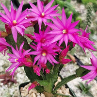 MultiColoured Schlumbergera Seeds Flower seeds for Planting Garden Favorite Heirloom & GMO Free Seeds for Home Garden 
 
 Sale