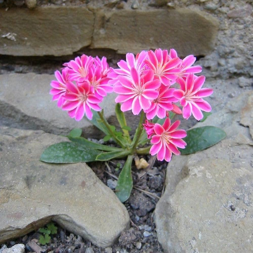 Heirloom Lewisia Flower seeds for Planting Drought Tolerant Heirloom & GMO Free Seeds for Home Garden