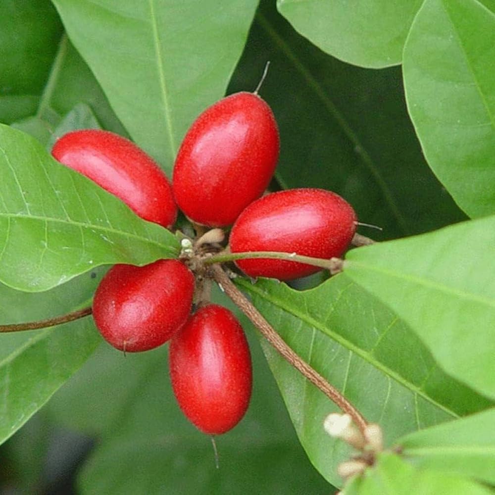 Dulcificum Fruit Seeds for Planting - Grow Miracle Fruit at Home