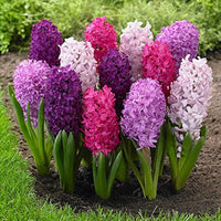 Hyacinth Flower seeds for Planting - Hardy Variety, Heirloom & GMO Free Seeds for Home Garden
