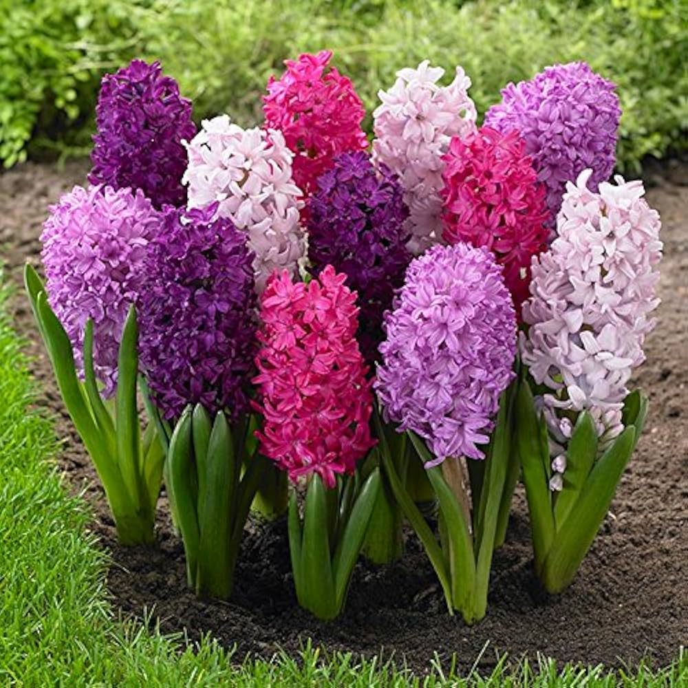 Hyacinth Flower seeds for Planting - Colorful Display, Heirloom & GMO Free Seeds for Home Garden