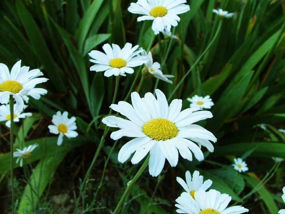 White Cinerariifolium Flower seeds for Planting - Hardy Variety, Heirloom & GMO Free Seeds for Home Garden