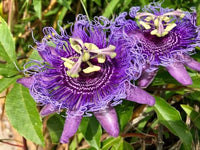 Purple Passiflora Incarnata Flower seeds for Planting - Fragrant Blossoms, Heirloom & GMO Free Seeds for Home Garden