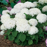 Native Hydrangea Arborescens for garden planting