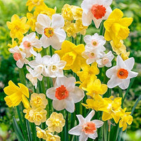 Mixed Daffodil Narcissus Flower seeds for Planting Long Bloom Season Heirloom & GMO Free Seeds for Home Garden 
 
 Sale