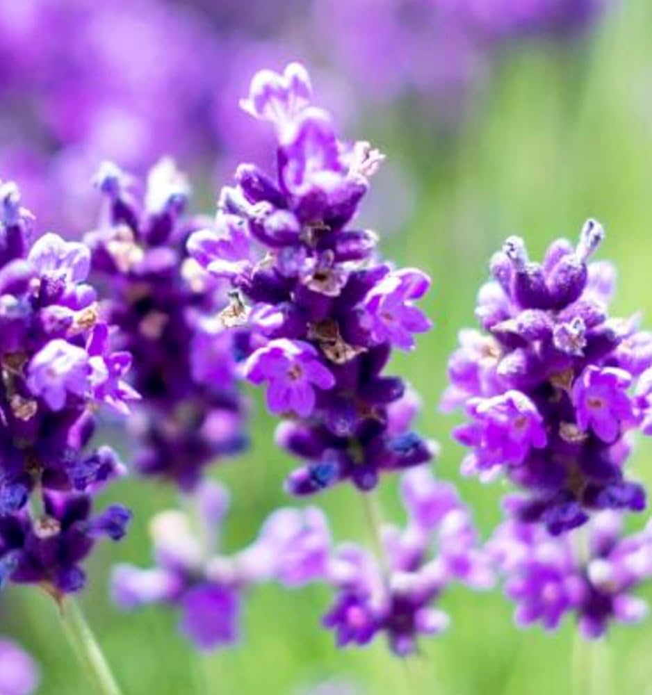 Lavanda Flower seeds for Planting - Cut Flower Favorite, Heirloom & GMO Free Seeds for Home Garden