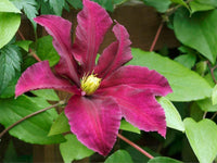 Pink Yellow Clematis Flower seeds for Planting - Colorful Display, Heirloom & GMO Free Seeds for Home Garden
 
 Sale for planting in home garden