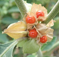 Orange Somnifera Flower seeds for Planting - Bright Blooms, Heirloom & GMO Free Seeds for Home Garden