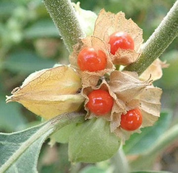 Orange Somnifera Flower seeds for Planting - Bright Blooms, Heirloom & GMO Free Seeds for Home Garden