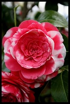 White Red Camellia Flower Seeds for Planting Low Maintenance Heirloom & GMO Free Seeds for Home Garden
 
 Sale