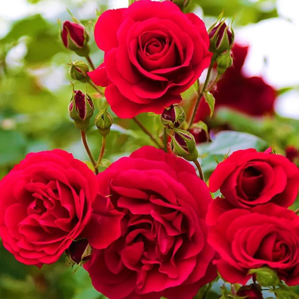 Pink Red Climbing Rose Flower seeds for Planting Garden Favorite Heirloom & GMO Free Seeds for Home Garden