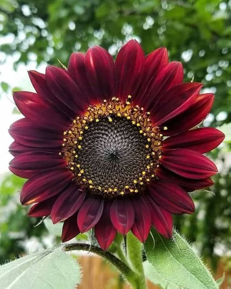 Maroon Sunflower Flower seeds for Planting - Fragrant Blossoms, Heirloom & GMO Free Seeds for Home Garden