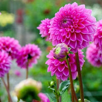 Pink Pompon Dahlia Flower Seeds for Planting  Vibrant Annual Blooms for Colorful Gardens