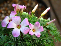 Oxalis Laciniata Flower Seeds for Unique Leaf and Petal Design