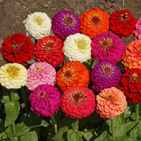Medallion Flower Seeds for Planting Zinnia elegans for flower beds and garden landscapes
