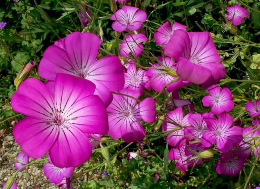 Purple Agrostemma Flower seeds for Planting - Vibrant Colors, Heirloom & GMO Free Seeds for Home Garden