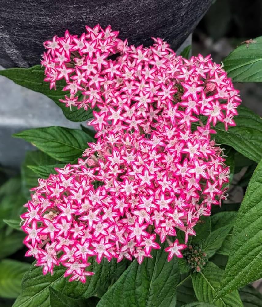Pink Pentas Flower seeds for Planting - Vibrant Colors, Heirloom & GMO Free Seeds for Home Garden