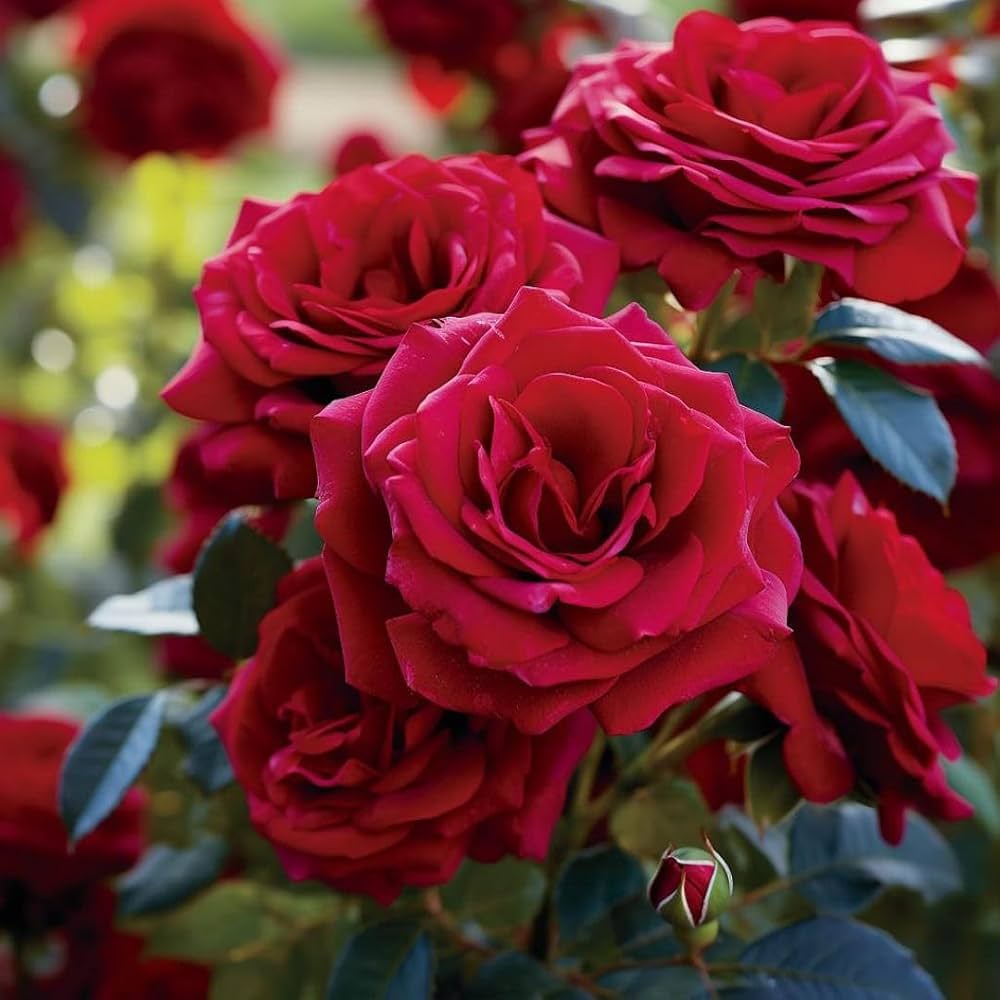 Pink Red Climbing Rose Flower seeds for Planting Garden Favorite Heirloom & GMO Free Seeds for Home Garden