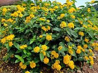 Yellow Verbena Didyma Flower seeds for Planting - Compact Growth, Heirloom & GMO Free Seeds for Home Garden