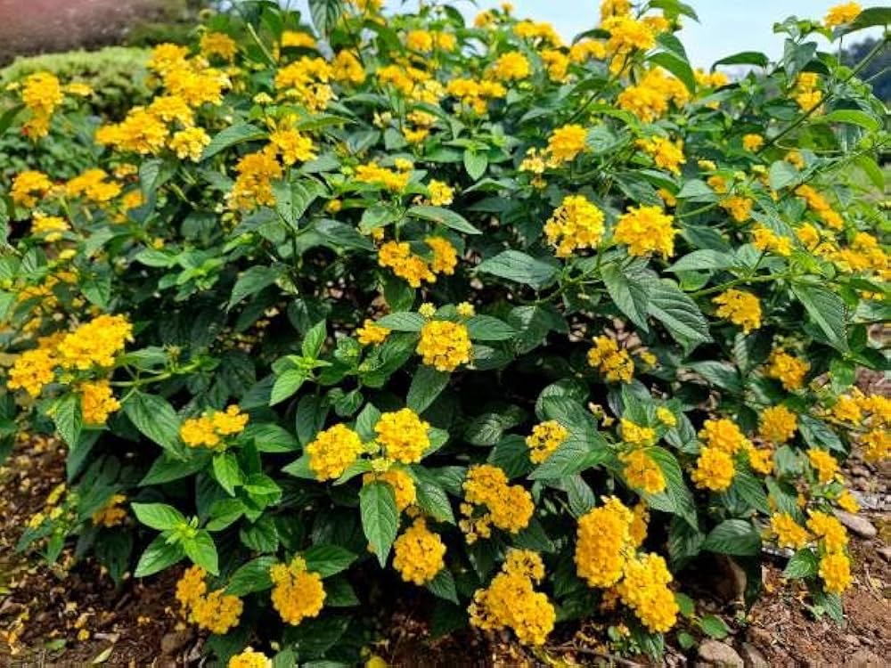 Verbena Yellow Flower seeds for Planting - Low Maintenance, Heirloom & GMO Free Seeds for Home Garden