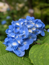 Bush Flower seeds for Planting Long Bloom Season Heirloom & GMO Free Seeds for Home Garden