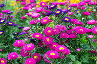Mixed Asters Flower seeds for Planting - Fragrant Blossoms, Heirloom & GMO Free Seeds for Home Garden