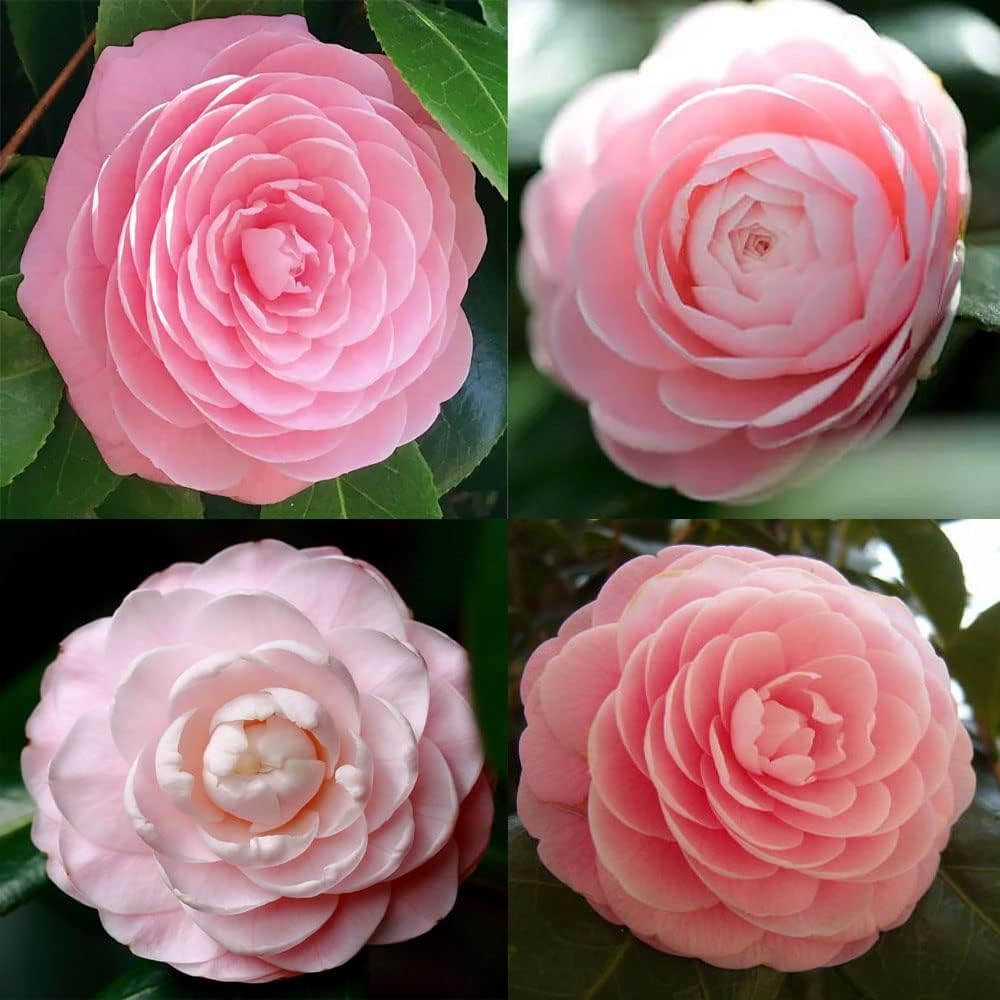 Heirloom Camellia Flower seeds for Planting Cut Flower Favorite Heirloom & GMO Free Seeds for Home Garden