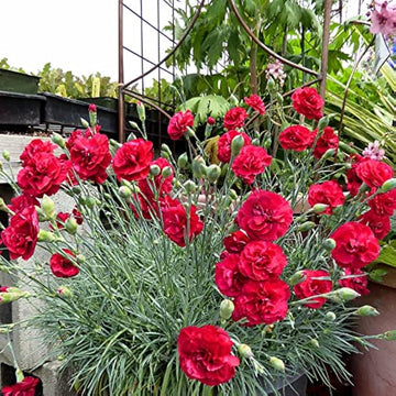 Red Carnation Flower Seeds for Planting Easy to Grow Heirloom & GMO Free Seeds for Home Garden
 
 Sale