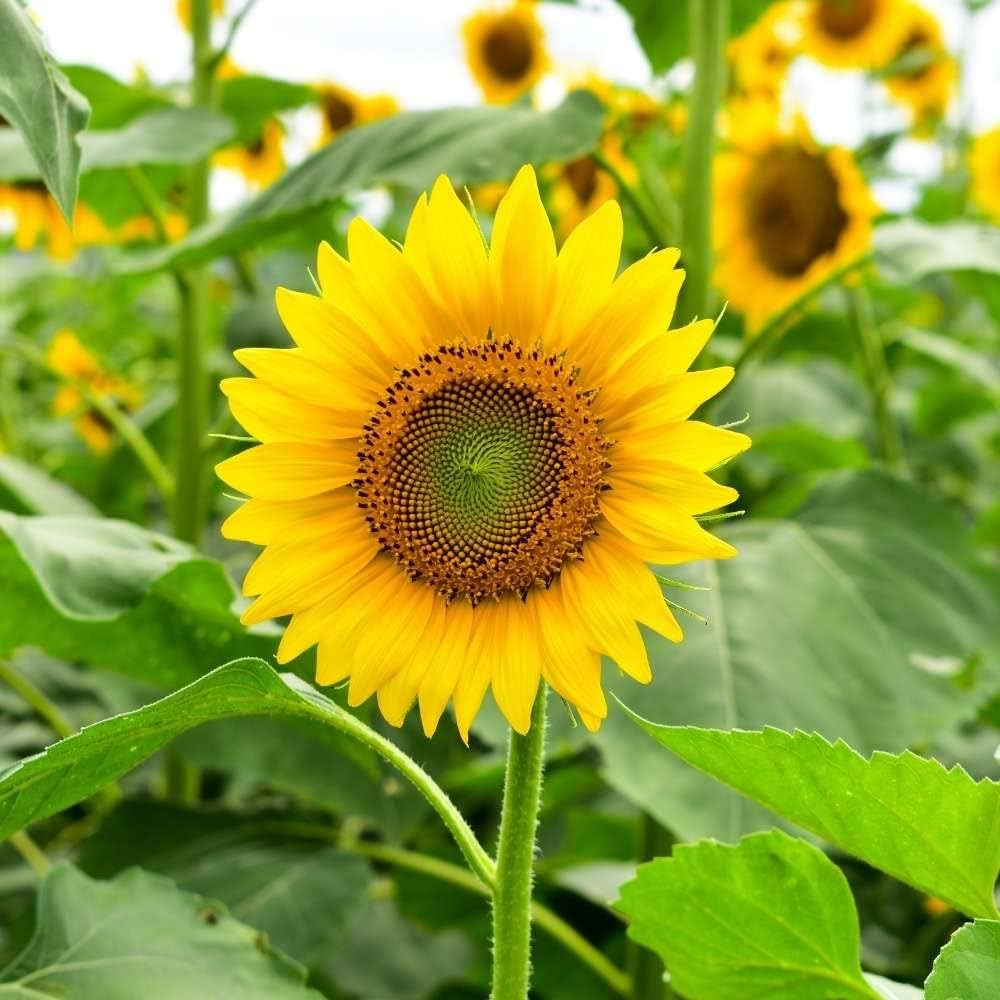 Heirloom Sunflower Flower seeds for Planting Drought Tolerant Heirloom & GMO Free Seeds for Home Garden