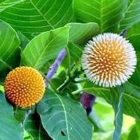 Green Anthocephalus Kadamba Flower seeds for Planting - Colorful Display, Heirloom & GMO Free Seeds for Home Garden