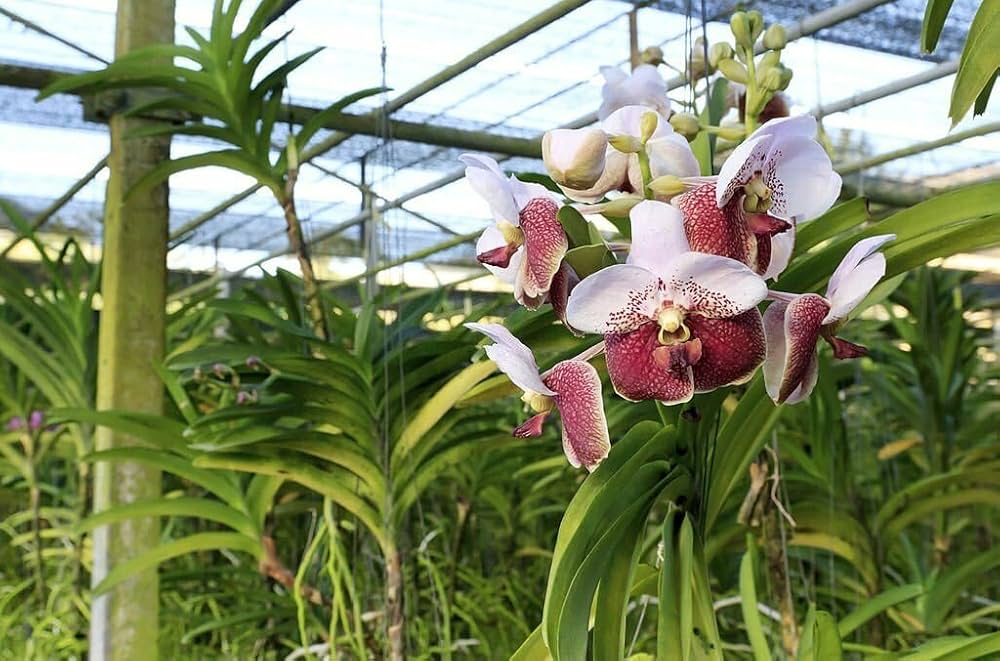 Flower Flowers of Orchid Butterfly in Mixed Color