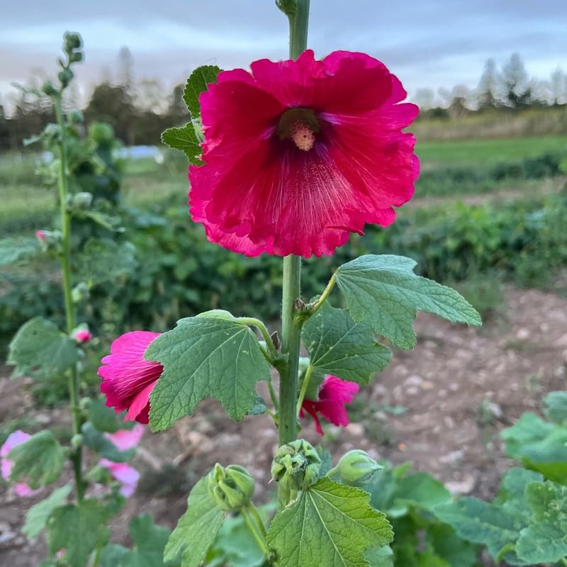Malvarosa Flower seeds for Planting - Vibrant Colors, Heirloom & GMO Free Seeds for Home Garden