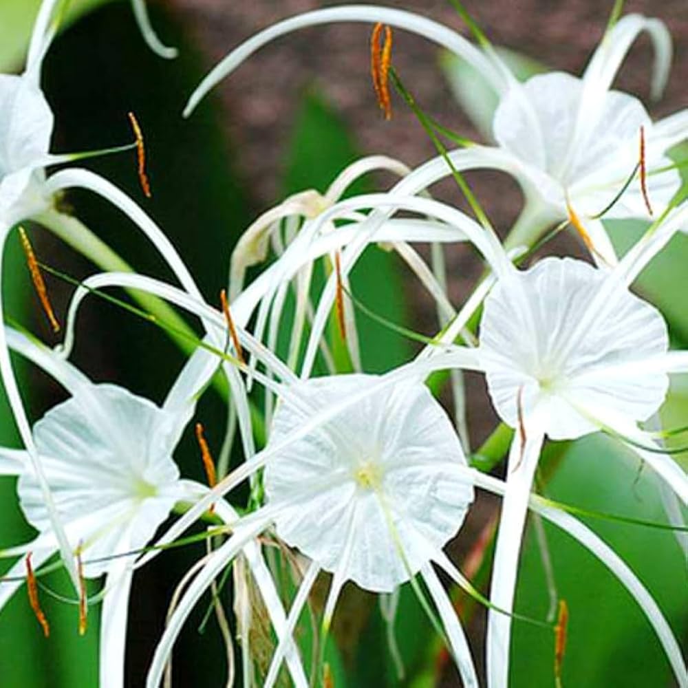 White Lycoris Radiata Flower Seeds - Elegant Planting Seeds for Beautiful Gardens
