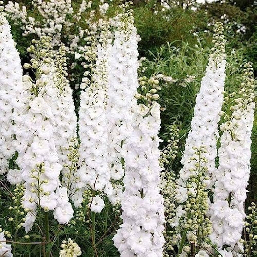White Larkspur Delphinium elatum King Seeds for Planting flower bed cottage garden