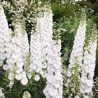 White Larkspur Delphinium elatum King Seeds for Planting flower bed cottage garden