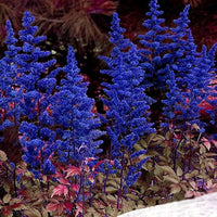 Blue Astilbe Flower Seeds for Planting Seasonal Bloomer Heirloom & GMO Free Seeds for Home Garden
 
 Sale
