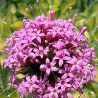 Crosswort Phuopsis stylosa Pink Flower Seeds for Planting pollinator garden walkway borders