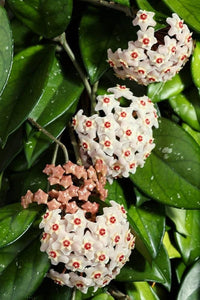 Soft Pink Hoya Flower Seeds for Planting Colorful Display Heirloom & GMO Free Seeds for Home Garden
 
 Sale